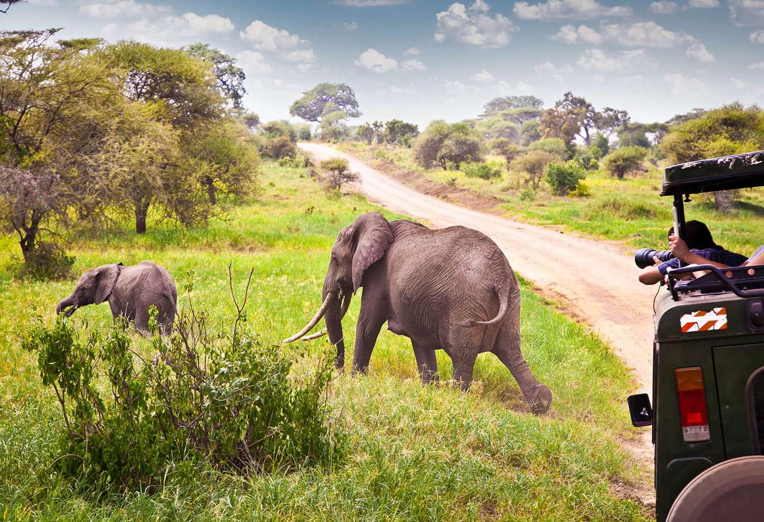 East African safari wildlife landscape with elephants and savanna