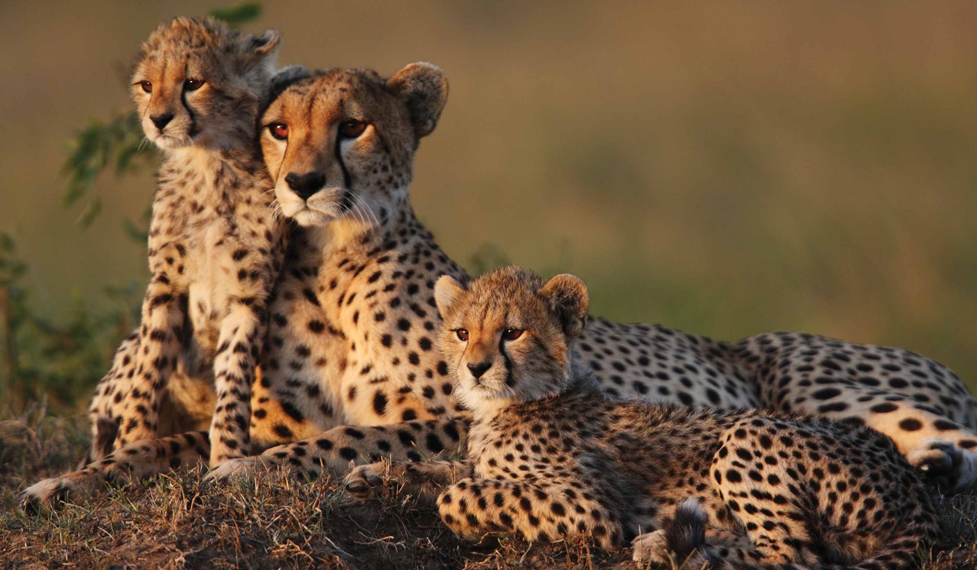 East African safari wildlife landscape with elephants and savanna