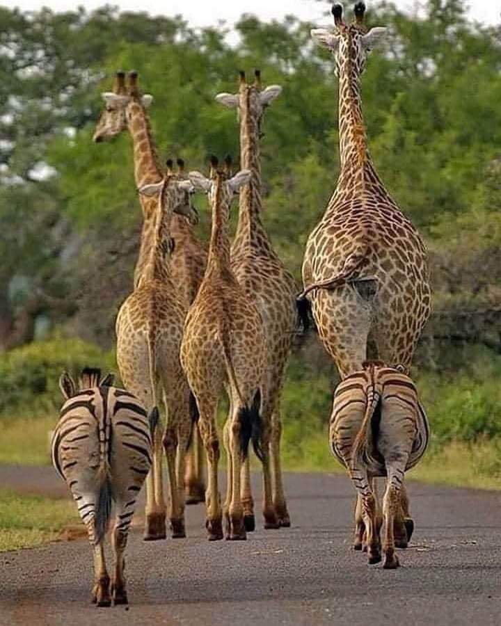 East African safari wildlife landscape with elephants and savanna